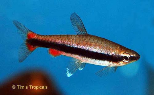 Beckford's Pencilfish, Nannostomus Beckfordi