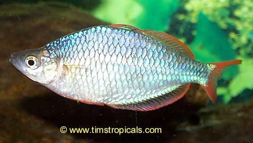 Dwarf Neon Rainbowfish, Melanotaenia Preacox